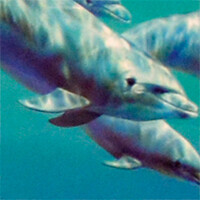 Фото дельфіни худ.друк