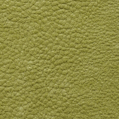 Фото Phlox Дивотекс Phlox 12